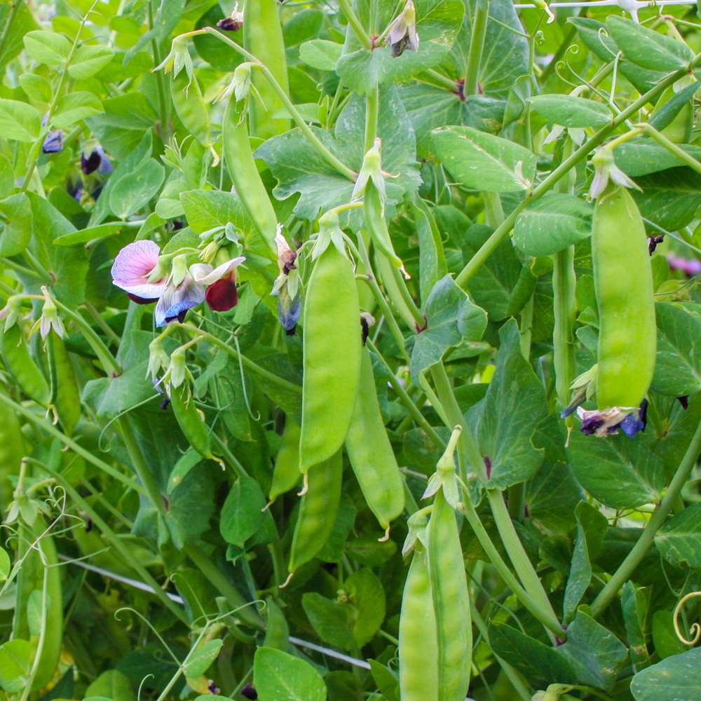 Sockerärta 'Grijze Roodbloeiende' (BIO frö)